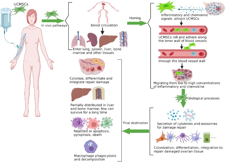 圖1：臍帶間充質(zhì)干細(xì)胞在體內(nèi)的命運(yùn)。