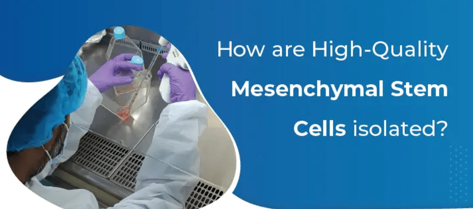 為什么遵守GMP對于生產高質量、安全的間充質干細胞至關重要