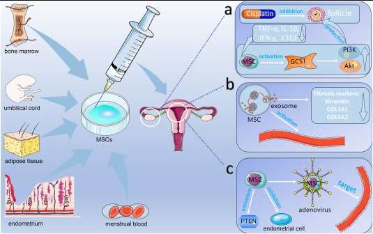 圖1：間充質干細胞在卵巢和子宮內膜相關疾病中的作用機制