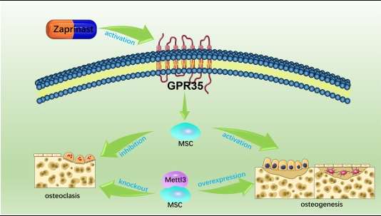 圖3：間充質干細胞在絕經后骨質疏松癥中的應用機制。