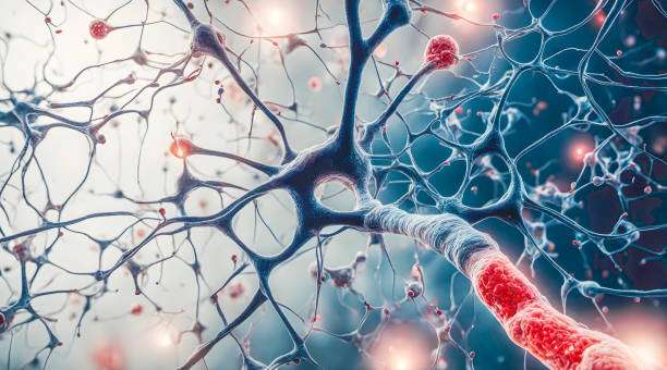 胚胎干細(xì)胞和神經(jīng)干細(xì)胞在科學(xué)研究中的區(qū)別是什么？