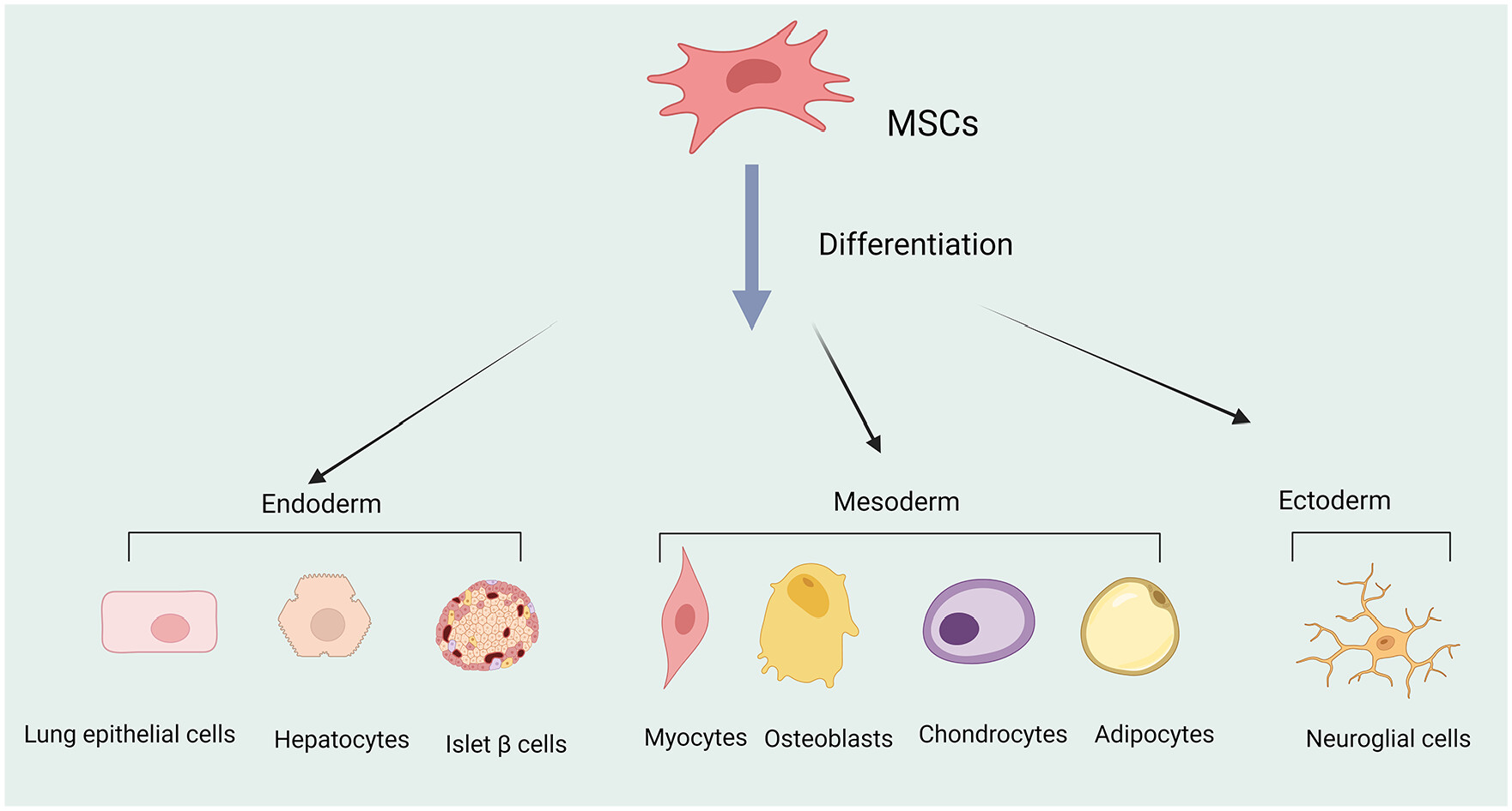 圖1 ：多能間充質(zhì)干細(xì)胞 (MSC) 可分化為不同的細(xì)胞譜系，例如中胚層細(xì)胞，跨胚胎分化為內(nèi)胚層和外胚層細(xì)胞