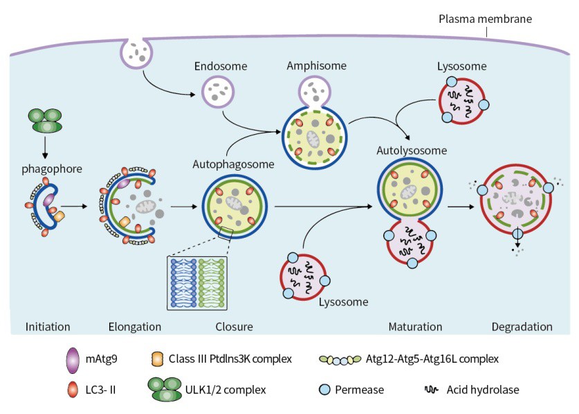 什么是細胞自噬？
