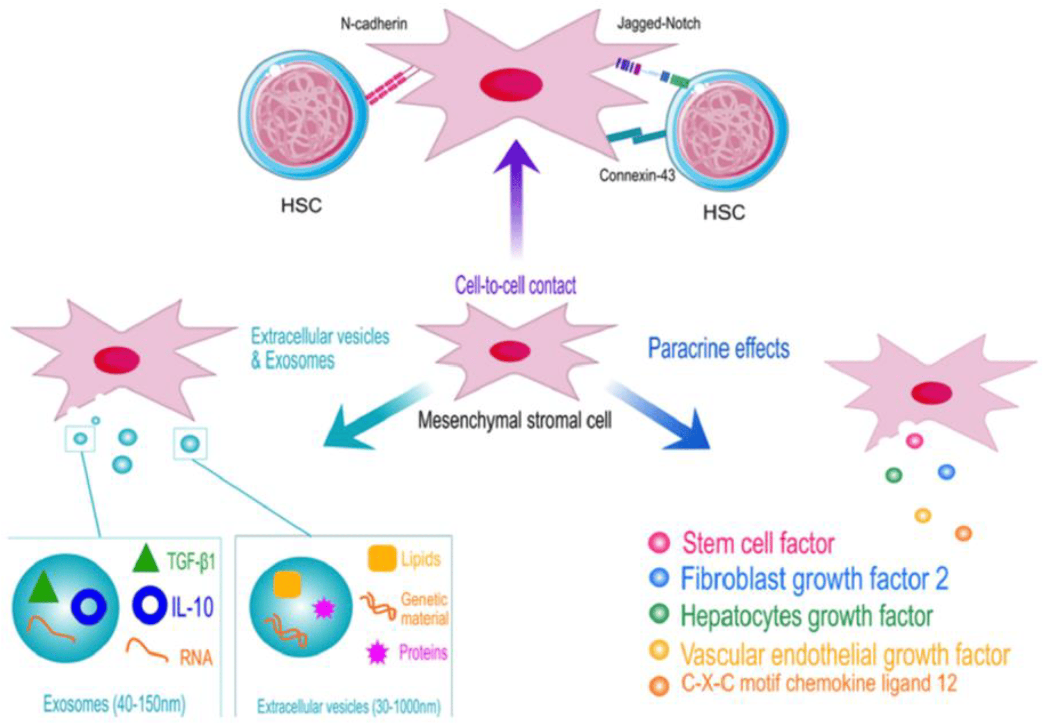 圖1：顯示了造血干細胞 (HSC) 和間充質干細胞 (MSC) 之間相互作用的示意圖，強調了它們在卵巢再生中的協同作用。