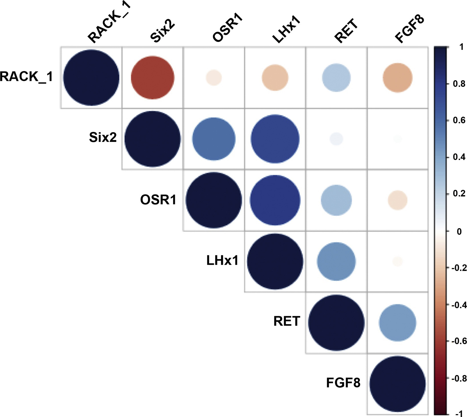 圖2:SRC細胞標記物陽性之間的相關性 圖2:SRC細胞標記物陽性之間的相關性