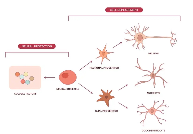 神經(jīng)干細(xì)胞可分化為神經(jīng)元、星形膠質(zhì)細(xì)胞和少突膠質(zhì)細(xì)胞，在恢復(fù)神經(jīng)系統(tǒng)疾病的認(rèn)知功能方面取得重大進(jìn)展