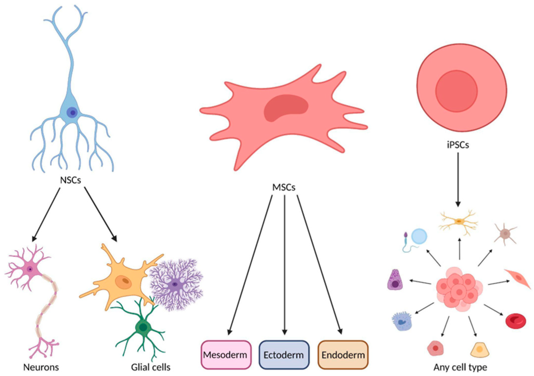 圖1：神經干細胞、間充質干細胞和誘導多能干細胞的分化潛力。