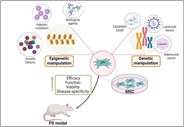 圖3：間充質干細胞 (MSC) 在帕金森病 (PD) 治療中的操作。