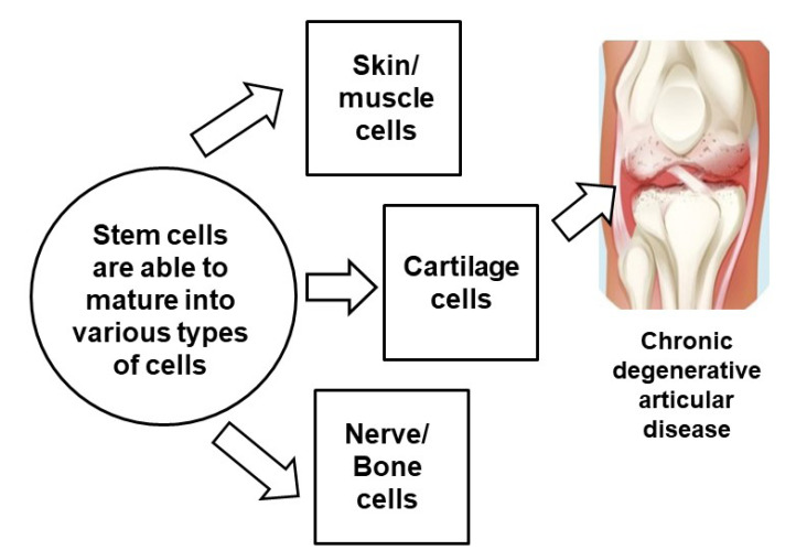 圖3：干細胞治療膝骨關節炎