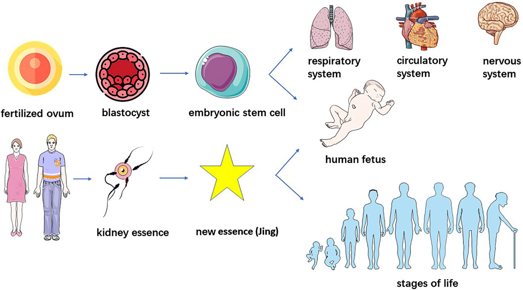 圖2.干細胞與“腎精”的鑒別。 圖2.干細胞與“腎精”的鑒別。