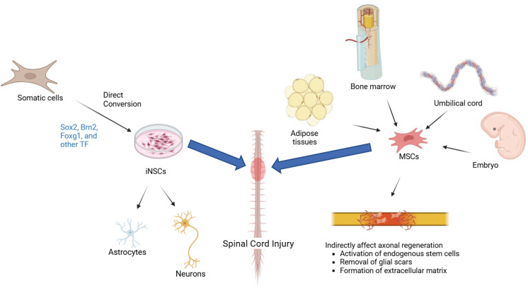 圖1：iNSC（左）和 MSC（右）的比較：由體細(xì)胞重新編程的iNSC專注于神經(jīng)元再生和神經(jīng)營養(yǎng)支持，而來自骨髓、脂肪或臍帶的MSC提供抗炎、免疫調(diào)節(jié)作用和細(xì)胞外基質(zhì)重塑，用于脊髓損傷修復(fù)。