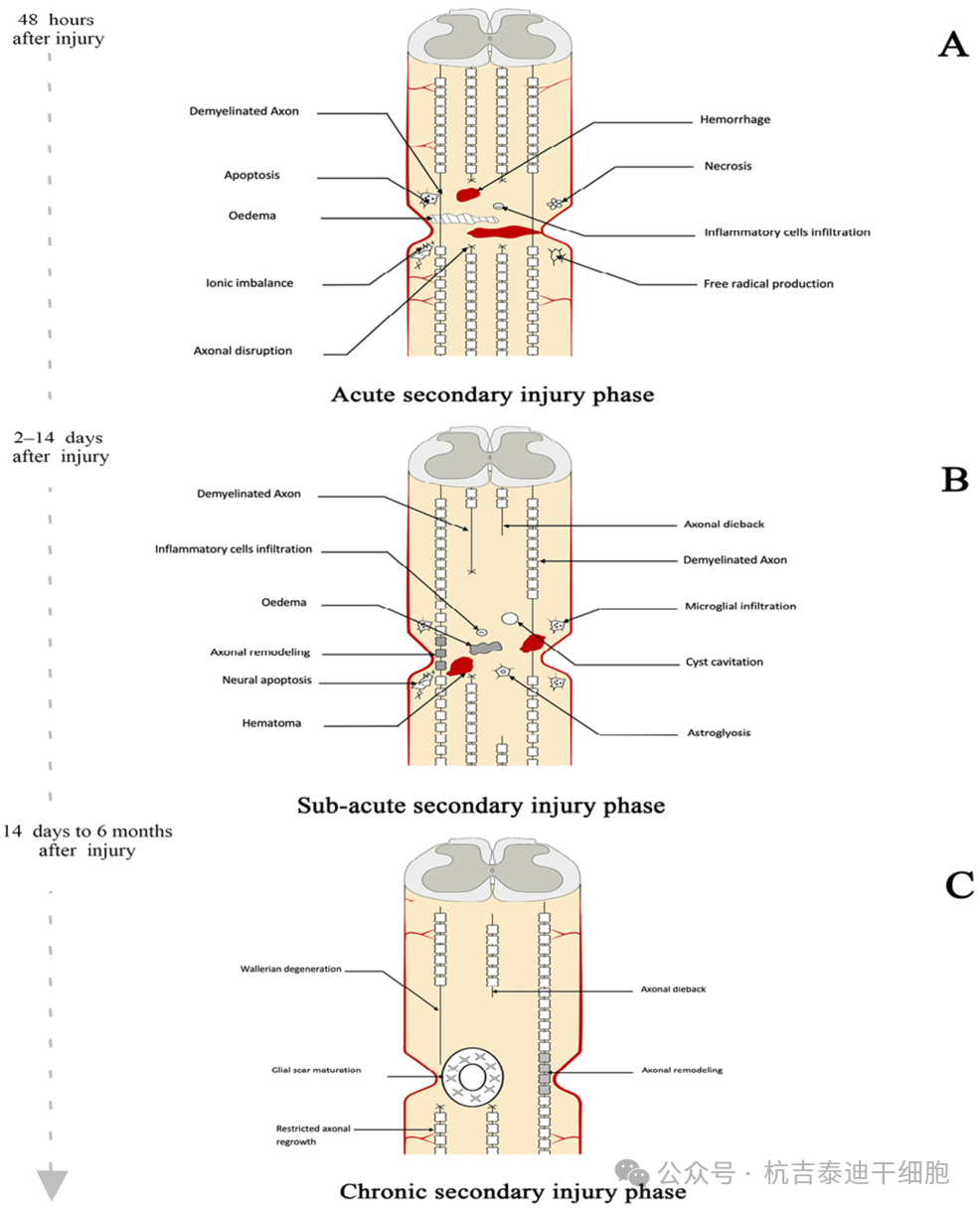 圖2：繼發性病變進展