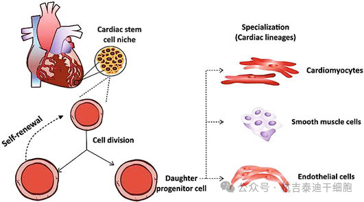 圖9：心臟干細胞在生成多種心臟細胞用于細胞治療中的作用。