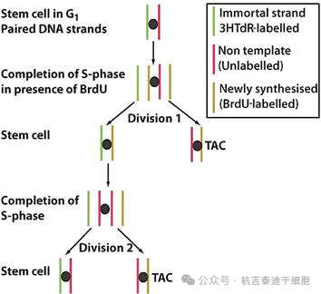 圖7：干細胞選擇性分離DNA鏈。