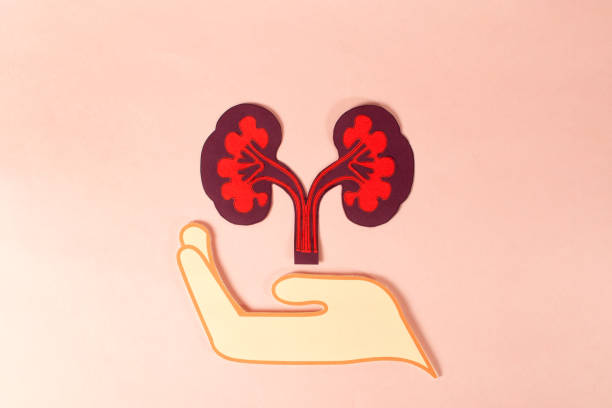 再生醫(yī)學(xué)vs藥理干預(yù)：干細(xì)胞與藥物在腎病治療中的療效對(duì)比