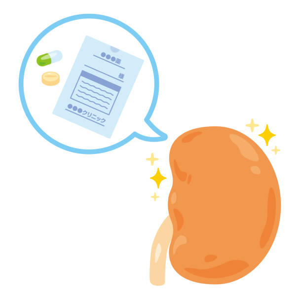 間充質(zhì)干細胞治療腎病的獨特優(yōu)勢:5項臨床驗證患者腎功能改善 間充質(zhì)干細胞治療腎病的獨特優(yōu)勢:5項臨床驗證患者腎功能改善