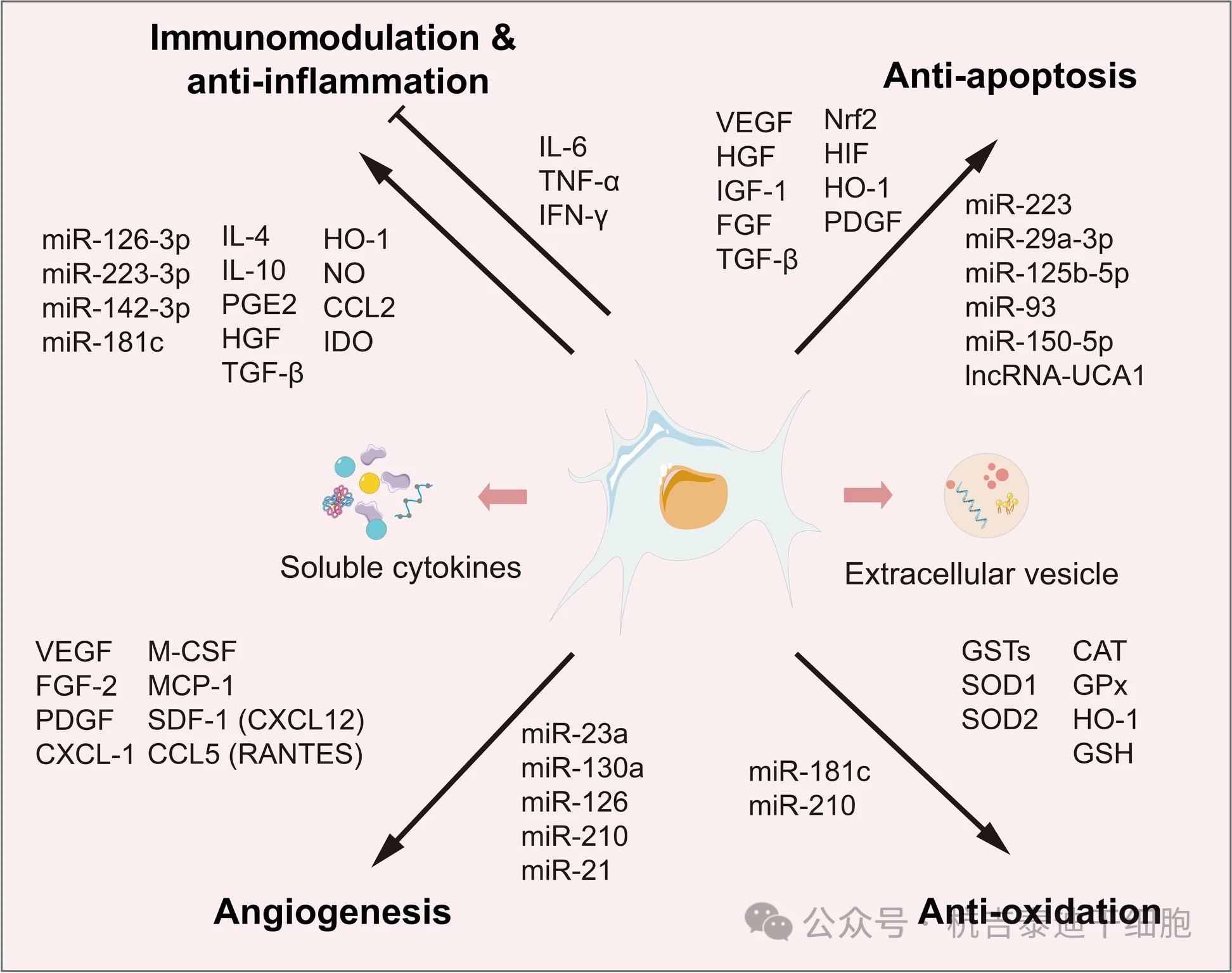 圖2：MSCs分泌體中的常見因子。