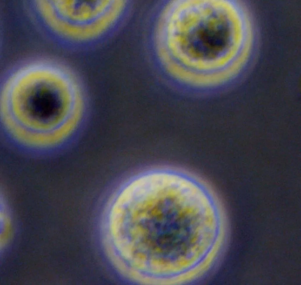 干細(xì)胞療法：其工作原理的簡(jiǎn)單指南