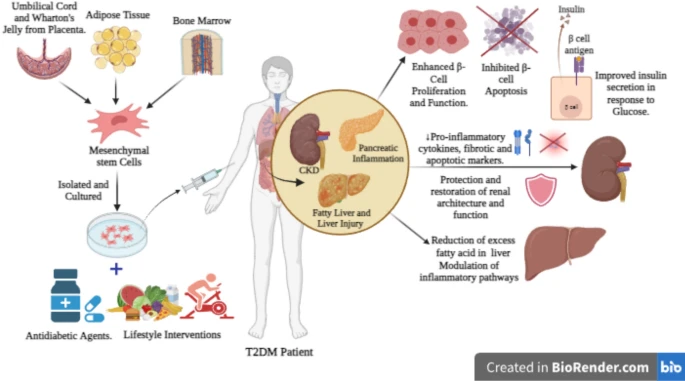 圖1：干細(xì)胞治療和藥物干預(yù)的聯(lián)合作用。