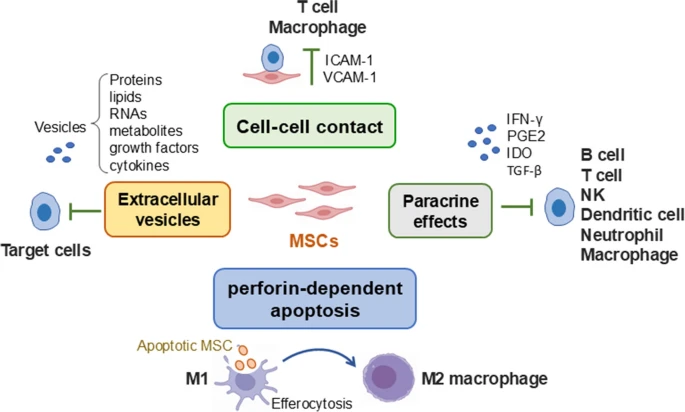 圖1：MSCs發(fā)揮免疫調(diào)節(jié)功能的潛在機制