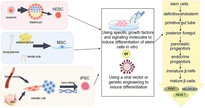 圖2:從干細胞生成β細胞。 圖2:從干細胞生成β細胞。