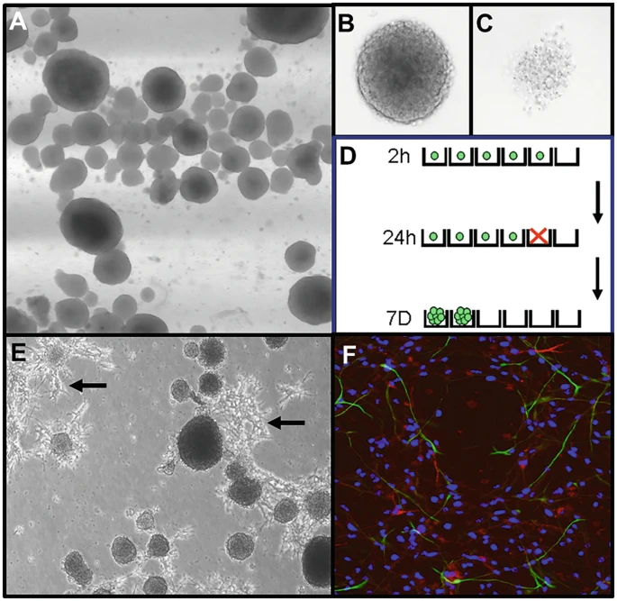 圖2：神經球培養技術。