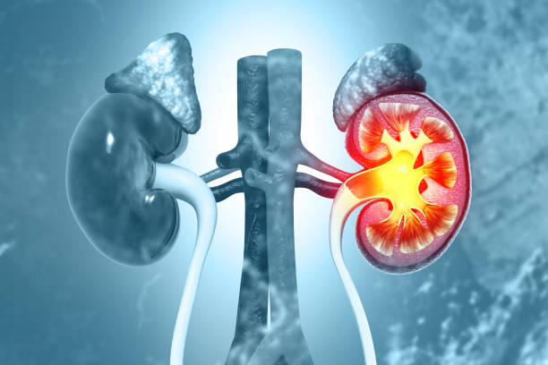 從糖尿病到狼瘡腎炎:干細胞能否治療繼發性腎病? 從糖尿病到狼瘡腎炎:干細胞能否治療繼發性腎病?