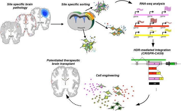 圖1：增強神經干細胞治療可塑性的工程策略。