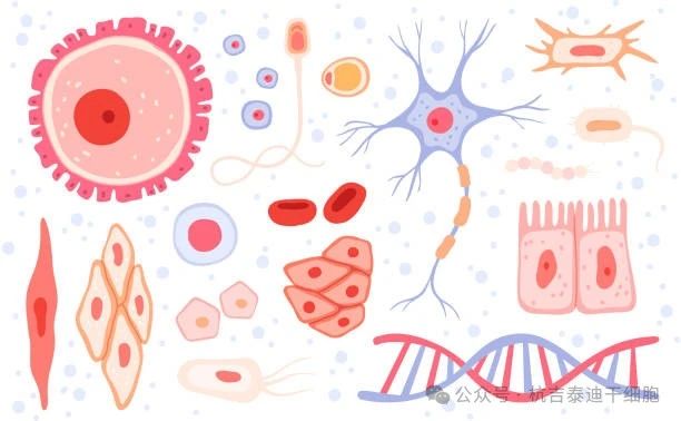 什么是成體干細胞?它們在再生醫學中的作用 什么是成體干細胞?它們在再生醫學中的作用