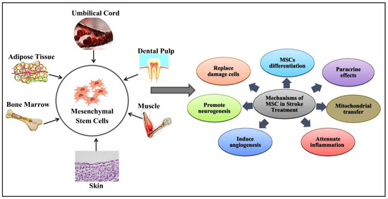 圖1：間充質干細胞 (MSC) 的來源和治療機制。