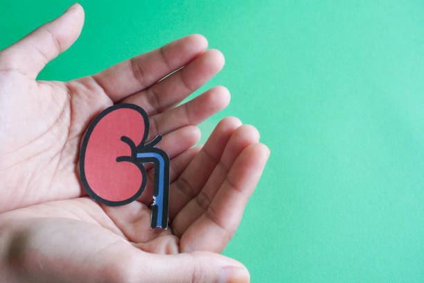 自體vs異體:不同來源的干細胞治療腎病患者的安全性有區(qū)別嗎? 自體vs異體:不同來源的干細胞治療腎病患者的安全性有區(qū)別嗎?