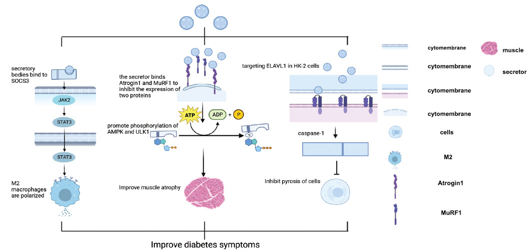 圖(2)：干細胞衍生的分泌體。