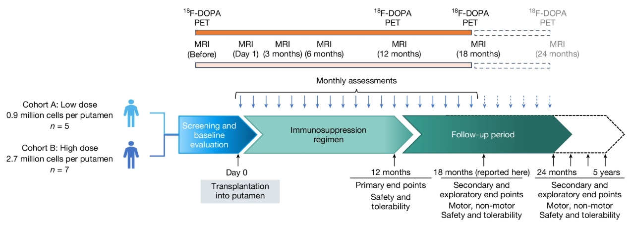 圖1：研究設計概要?；颊甙错樞蛉虢M低劑量組和高劑量組。