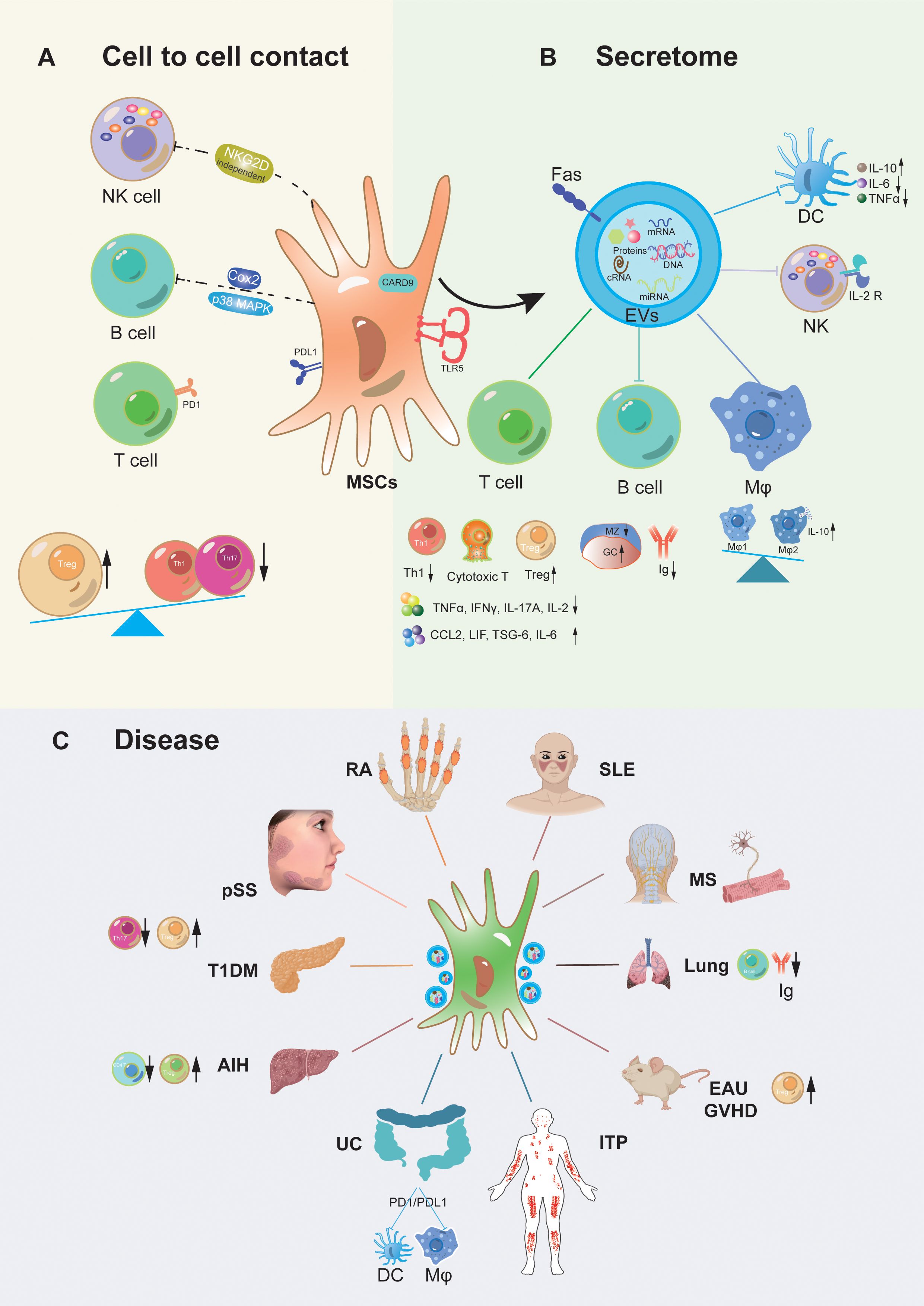 圖1：間充質(zhì)干細胞移植治療自身炎癥性疾病的作用機制。