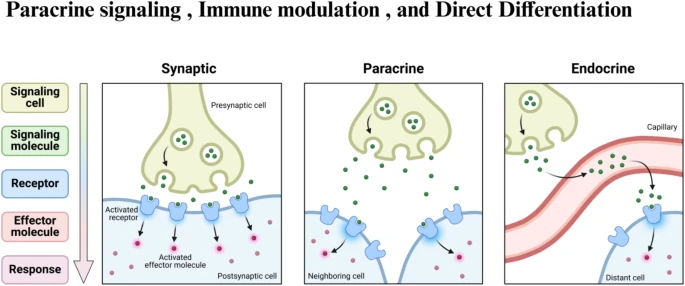 圖3：干細(xì)胞治療眼科疾病的旁分泌信號、免疫調(diào)節(jié)和直接分化等機(jī)制