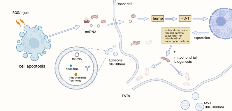 圖1：觸發MSCs-MT的因素
