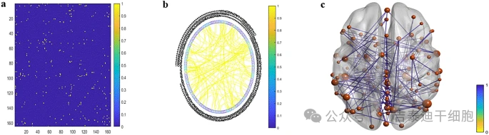 圖5:(a) 加權鄰接矩陣和 (b) 循環網絡顯示多發性硬化癥組在治療6個月后的連接增加。 