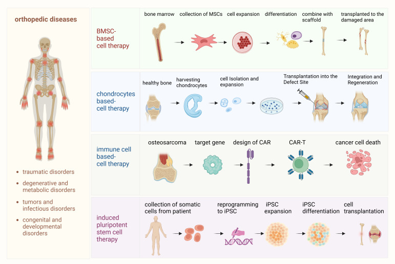 圖1：骨科疾病細胞療法的詳細流程。該圖概述了用于治療骨科疾病的各種細胞療法所涉及的逐步流程。