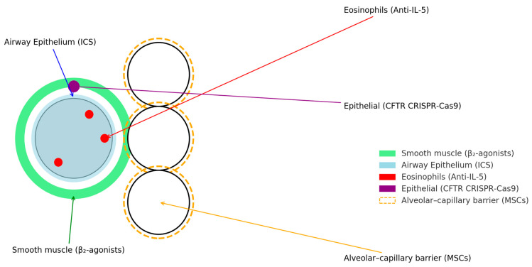 圖1：肺部疾病的當(dāng)前和新興治療目標(biāo)。