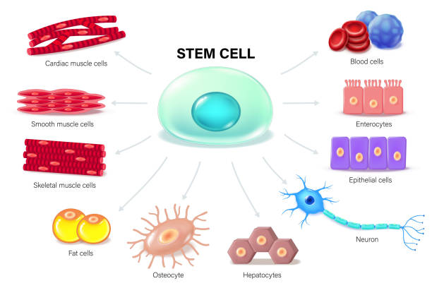 胚胎干細胞：再生醫學的終極密碼？｜九大觀點揭秘細胞治療的曙光與暗礁