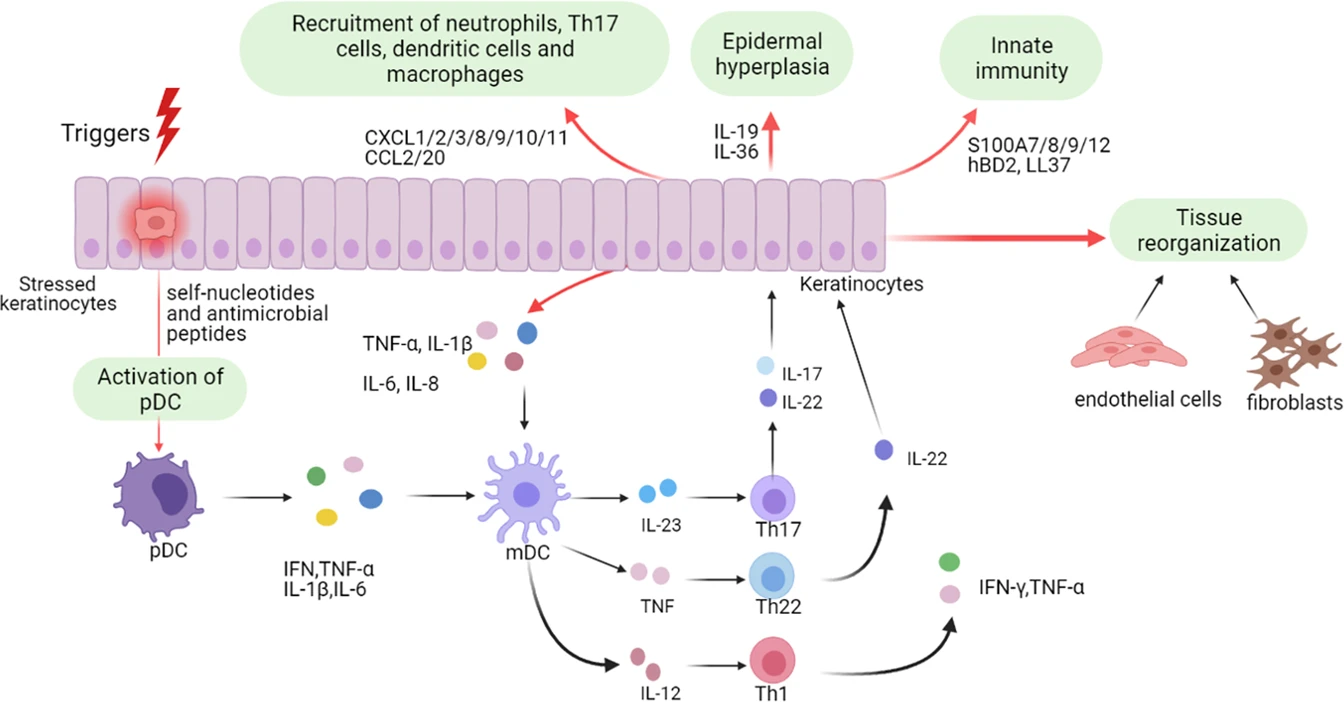 圖1：角質形成細胞在牛皮癬發病機制中的作用。