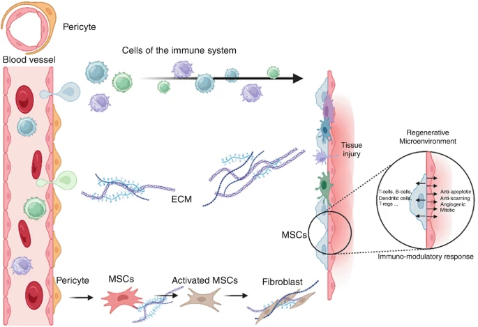 圖2：MSCs介導的組織修復過程。