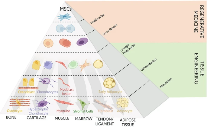 圖1：介生過程。Caplan等人于1994年提出了介生過程的典型假說，并展示了在誘導性細胞培養(yǎng)條件下，向骨骼、軟骨、肌肉等組織分化的實質(zhì)性譜系通路。