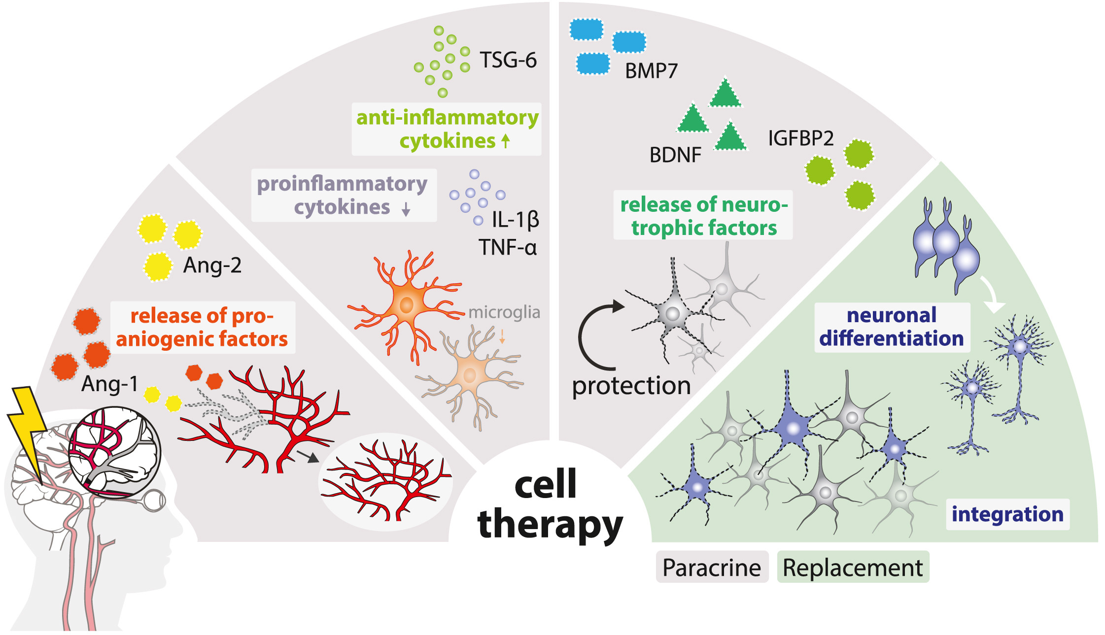圖1:缺血性中風的病理生理涉及神經元變性、細胞凋亡增加、星形膠質細胞和小膠質細胞的激活以及血管重塑。細胞療法可通過多種旁分泌機制或直接細胞替換來逆轉這些過程。 圖1:缺血性中風的病理生理涉及神經元變性、細胞凋亡增加、星形膠質細胞和小膠質細胞的激活以及血管重塑。細胞療法可通過多種旁分泌機制或直接細胞替換來逆轉這些過程。