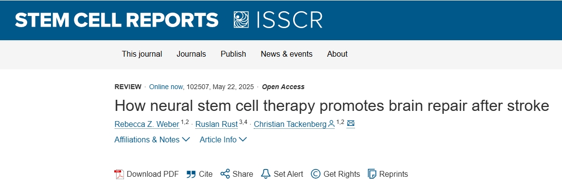 神經干細胞療法如何促進中風后的大腦修復 神經干細胞療法如何促進中風后的大腦修復