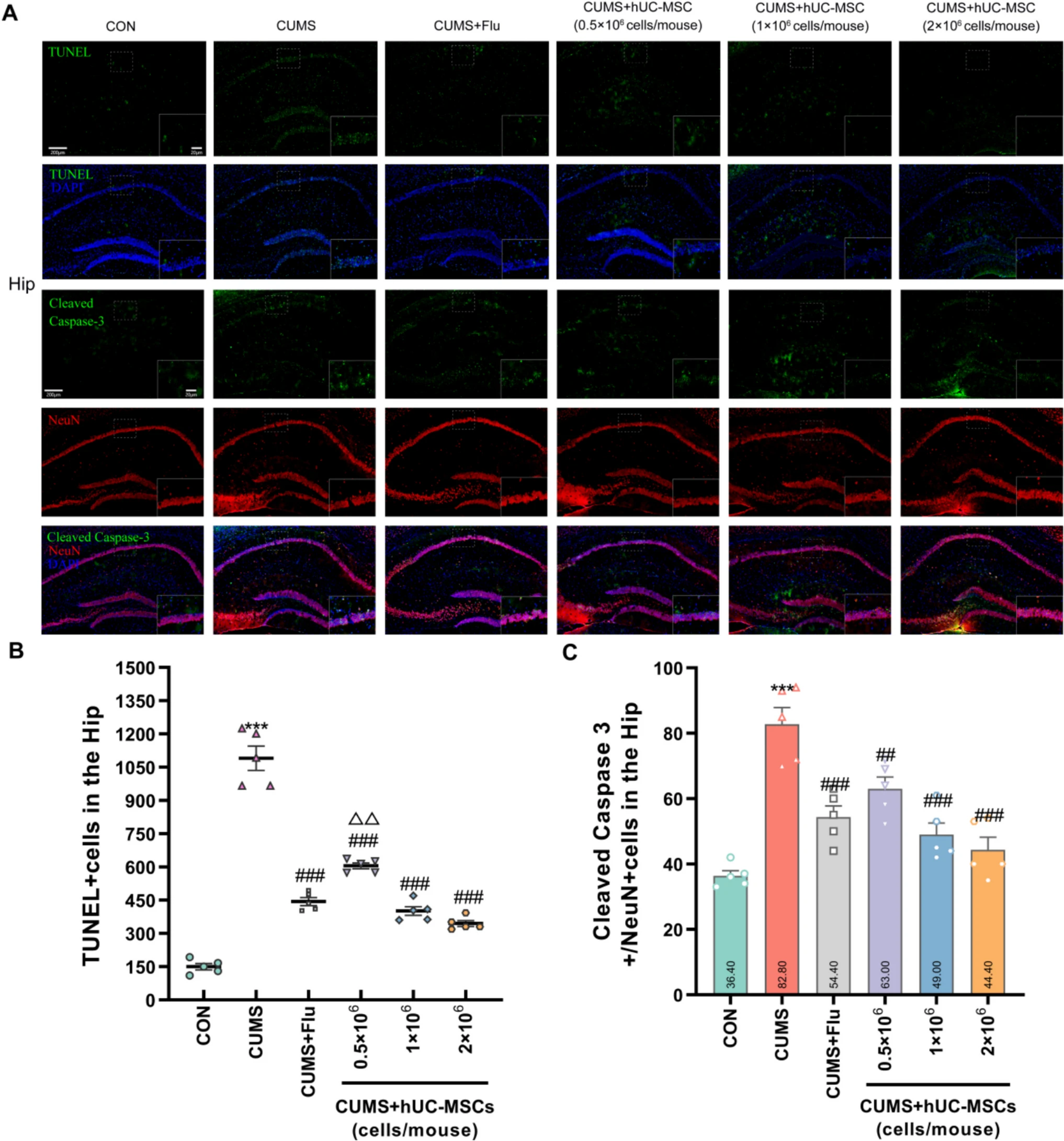 圖2：hUC-MSCs減輕了CUMS小鼠海馬 (Hip) 中的神經元損傷