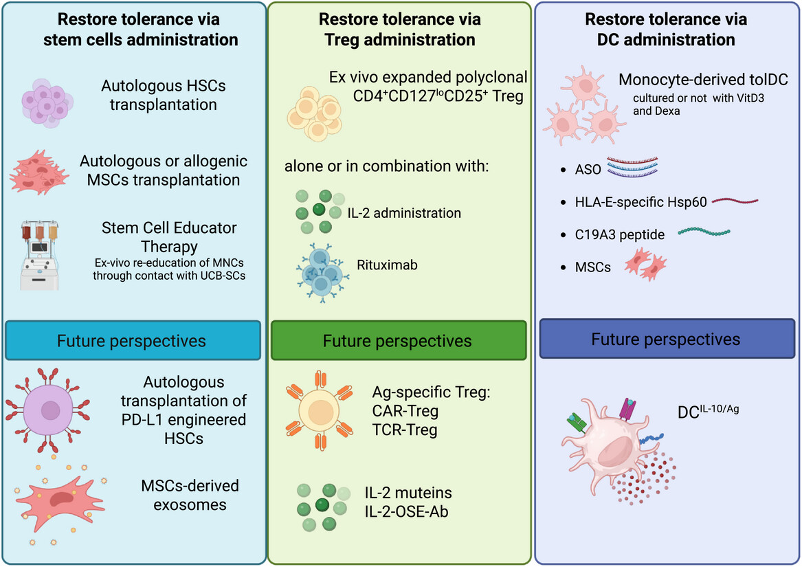 圖1：為恢復(fù)1型糖尿病（T1D）耐受性而提出的過繼細(xì)胞治療策略示意圖。