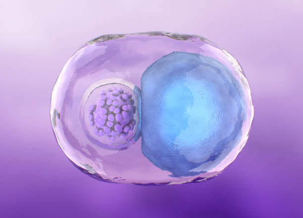 如何區分間充質干細胞和臍帶血干細胞，6大的區別剖開兩類細胞的本質差異