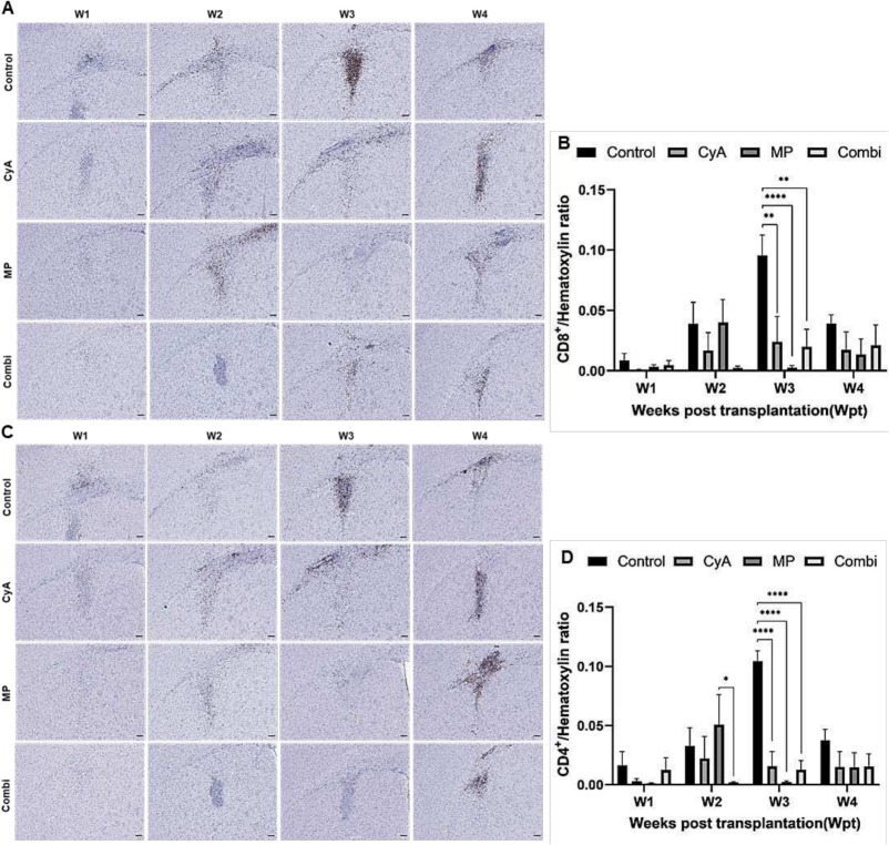 圖9：移植同種異體NSC的免疫抑制C57BL/6小鼠紋狀體中CD8+和CD4+T淋巴細(xì)胞的組織學(xué)分析。