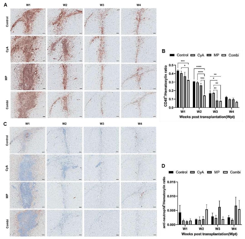 圖3：移植異種NSC的免疫抑制C57BL/6小鼠紋狀體中CD45+白細(xì)胞和中性粒細(xì)胞的組織學(xué)分析。